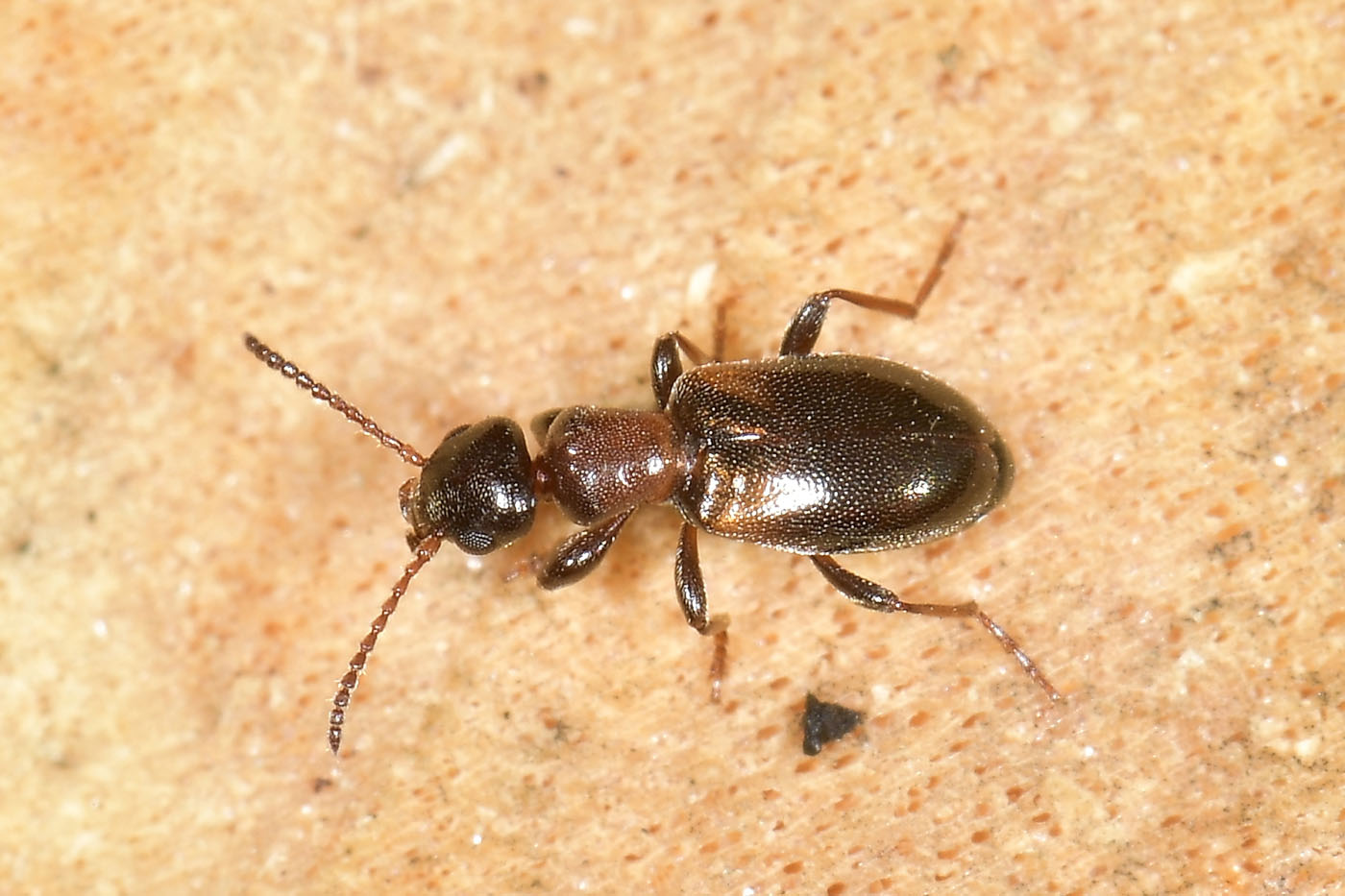 Anthicidae: Omonadus floralis?  S